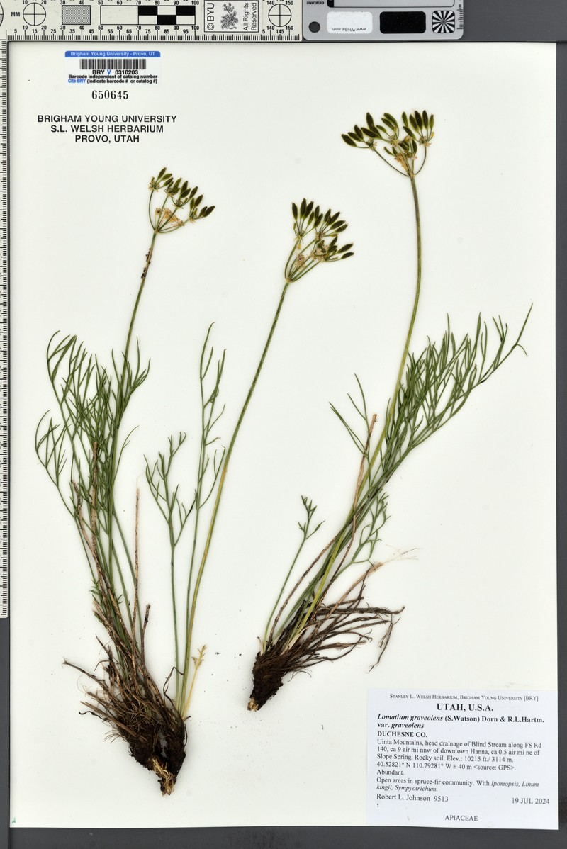 Lomatium graveolens var. graveolens photo 3