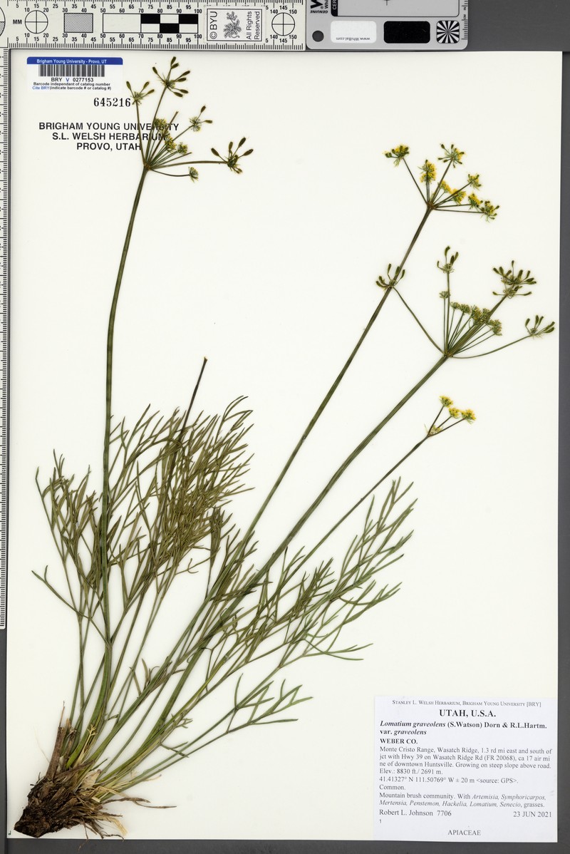 Lomatium graveolens var. graveolens photo 4