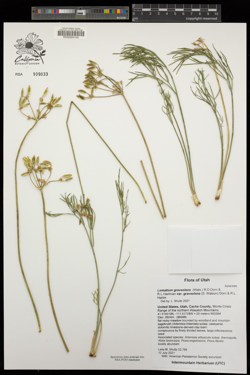 Lomatium graveolens var. graveolens photo 5