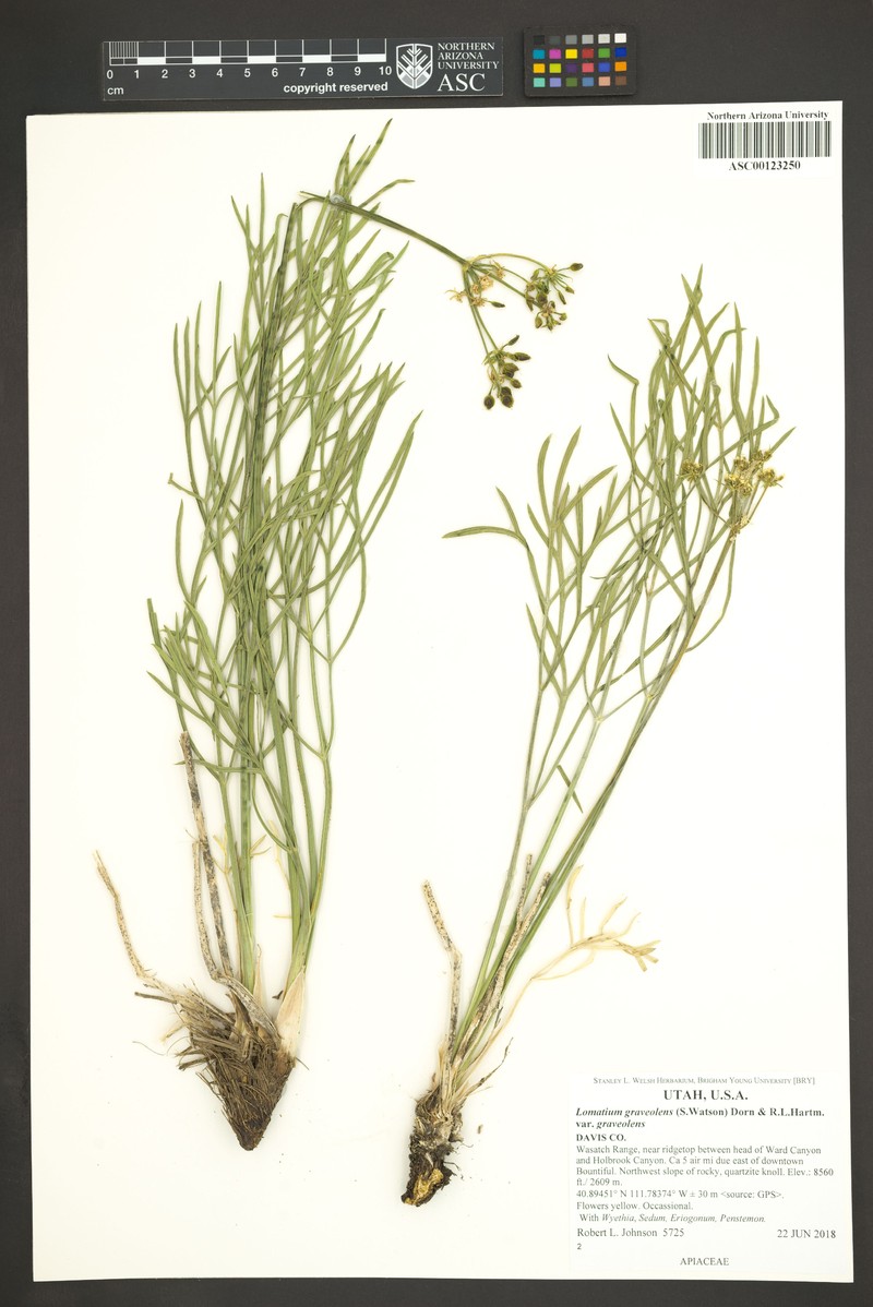 Lomatium graveolens var. graveolens photo 6