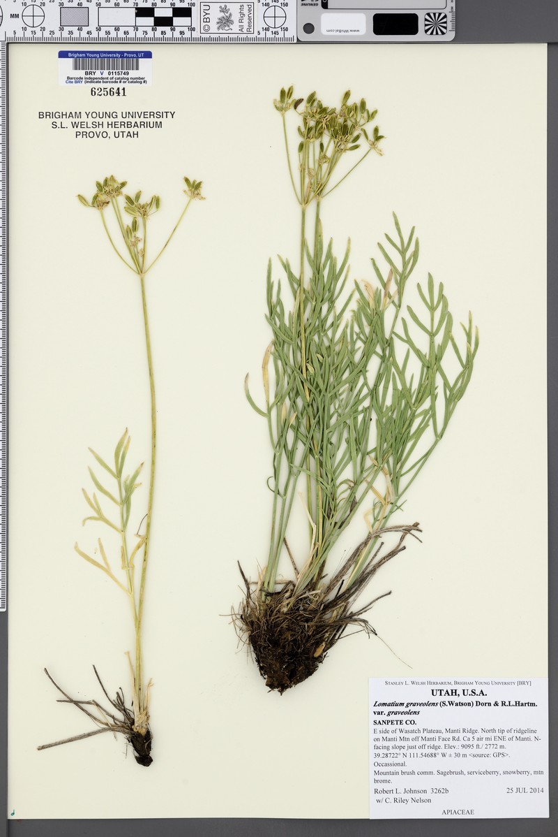 Lomatium graveolens var. graveolens photo 8