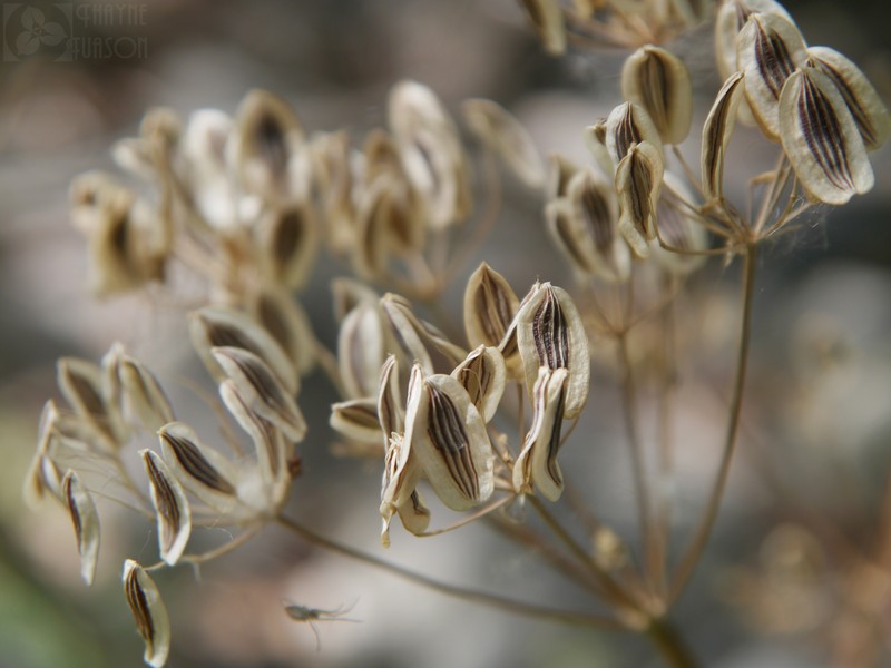Gray's Biscuitroot photo 5