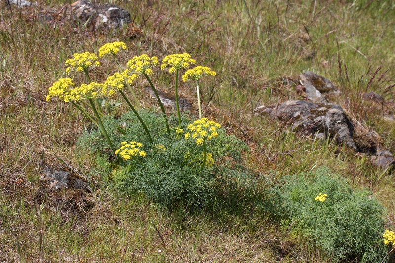Gray's Biscuitroot
