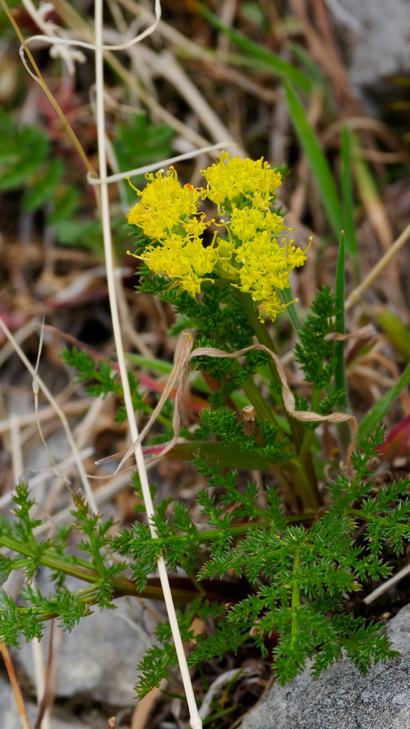 Gray's Biscuitroot photo 3