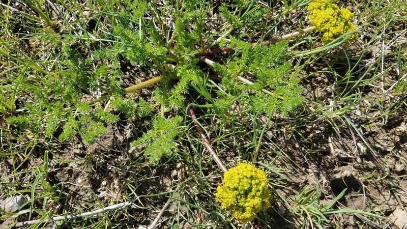 Gray's Biscuitroot photo 4
