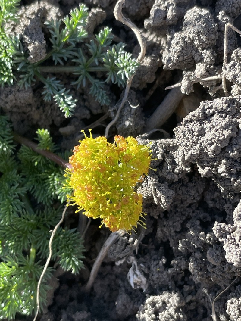 Gray's Biscuitroot photo 6