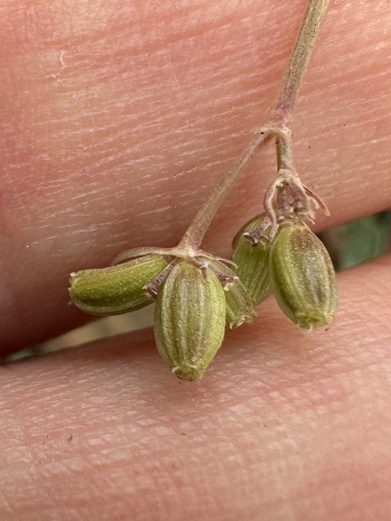 Greenman's Biscuitroot photo 4