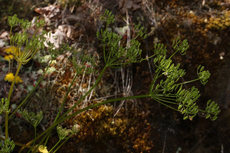 Hall's Biscuitroot