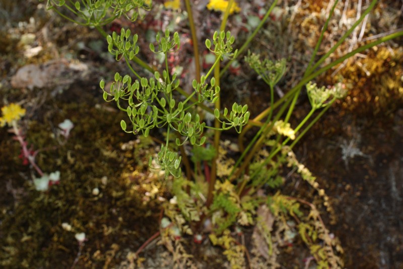 Hall's Biscuitroot photo 2