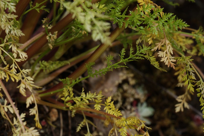 Hall's Biscuitroot photo 3