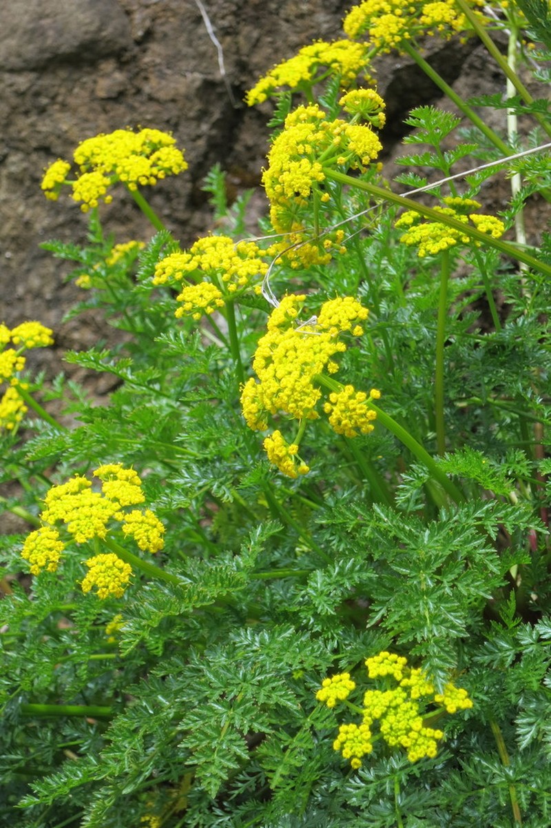 Hall's Biscuitroot