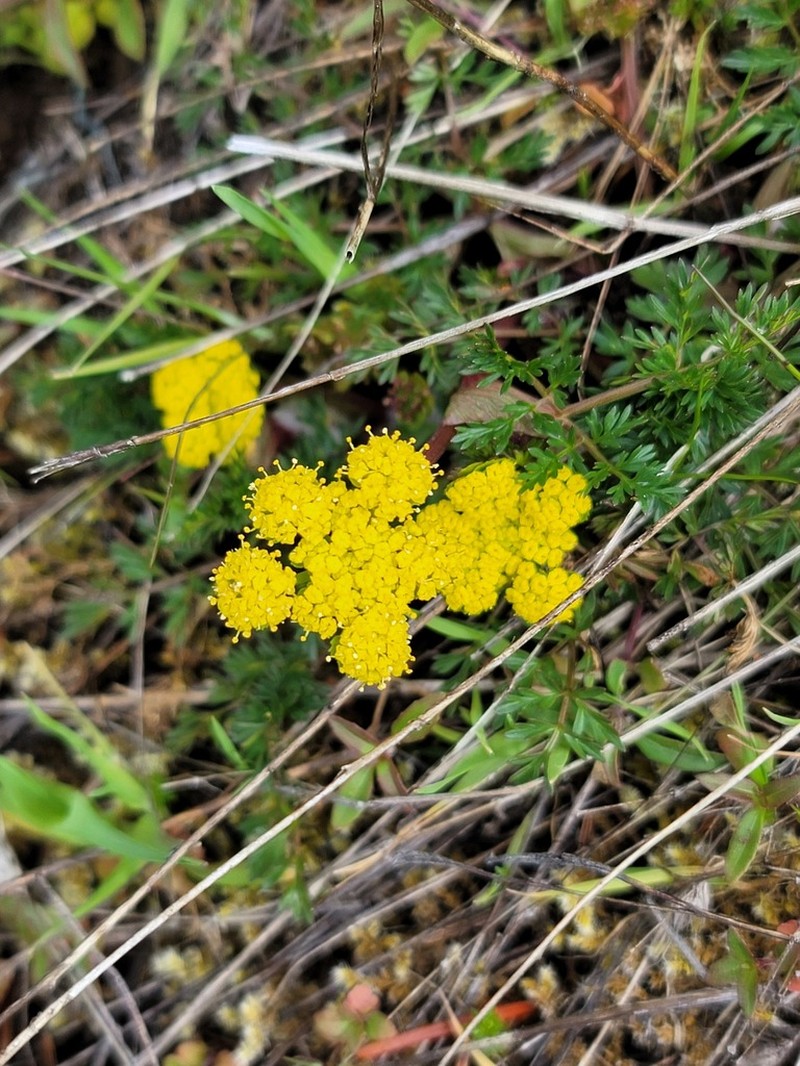 Hall's Biscuitroot photo 3