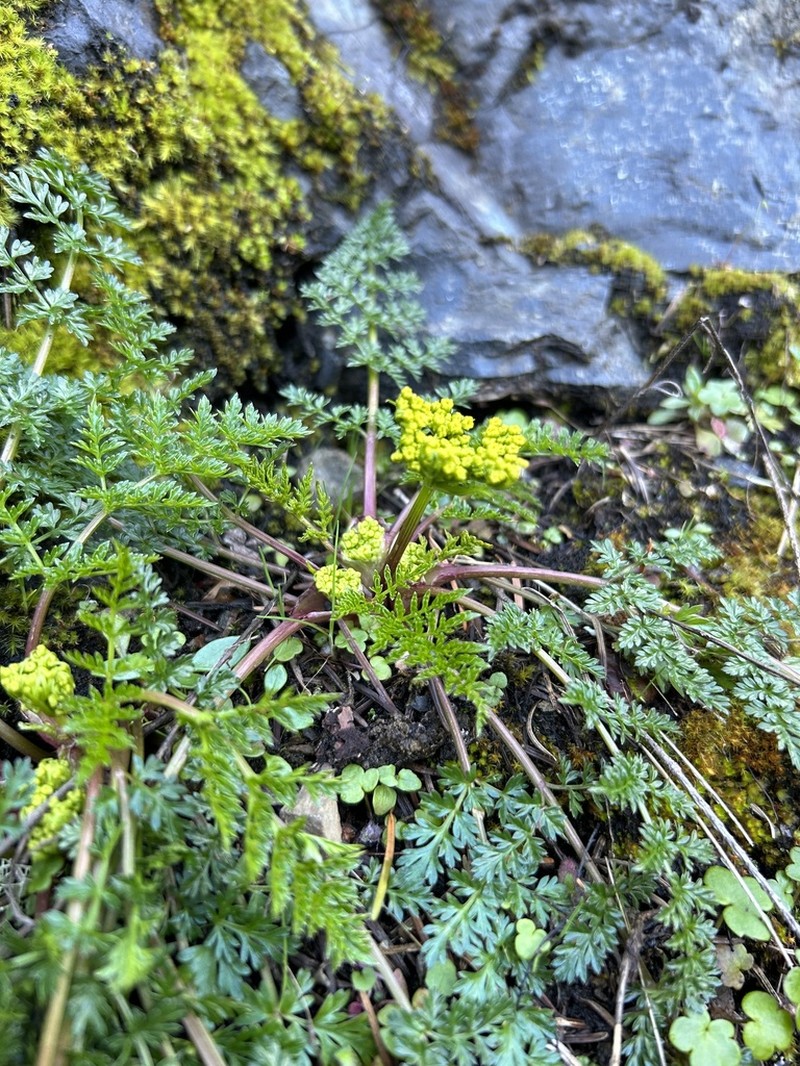 Hall's Biscuitroot photo 5