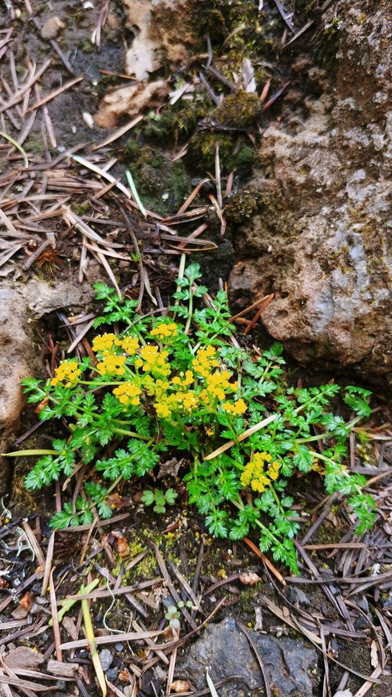 Hall's Biscuitroot photo 6