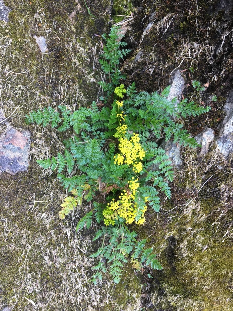 Hall's Biscuitroot photo 7