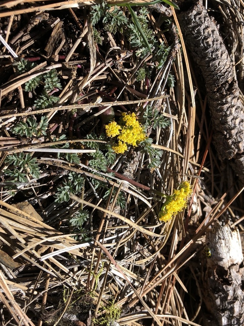 Henderson's Biscuitroot