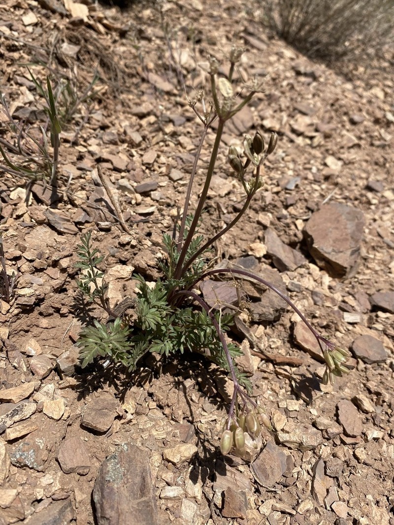 Henderson's Biscuitroot photo 2