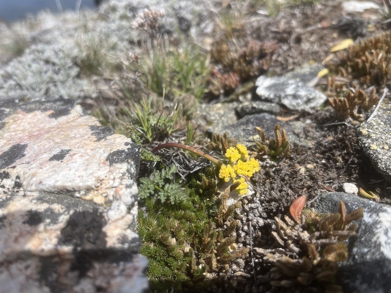 Henderson's Biscuitroot photo 3