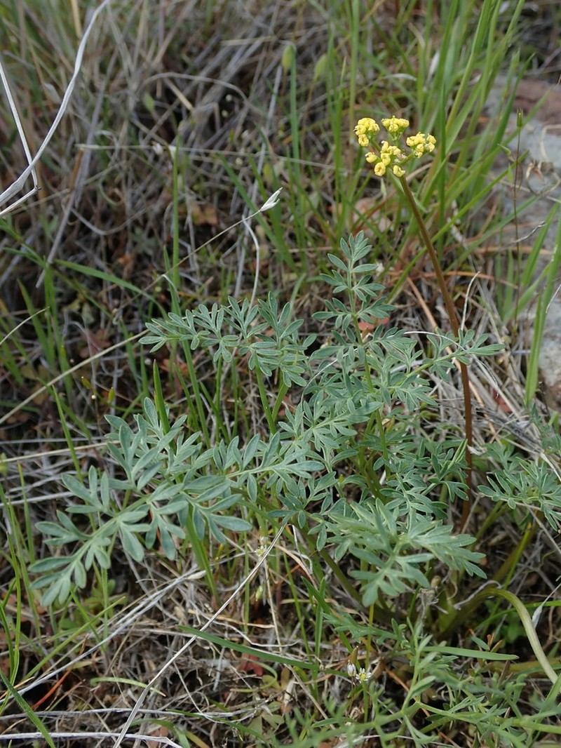 Henderson's Biscuitroot photo 5