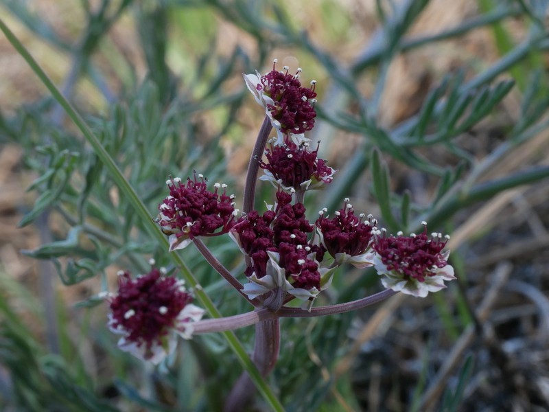 Hoover's Biscuitroot