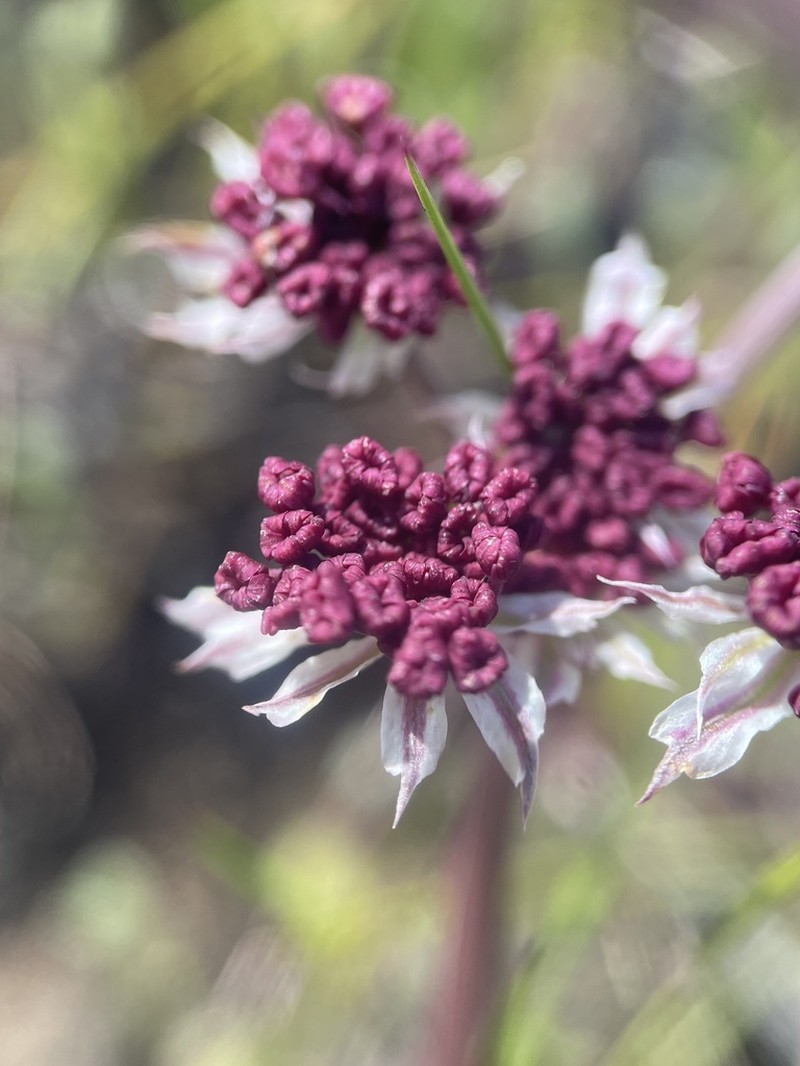 Hoover's Biscuitroot photo 2