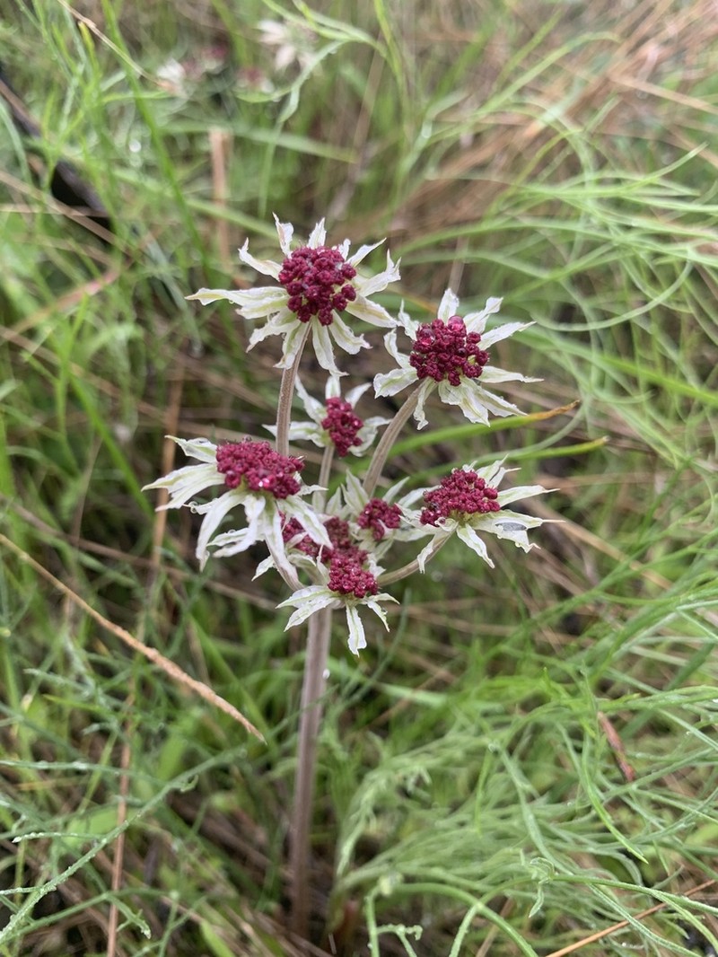 Hoover's Biscuitroot photo 3