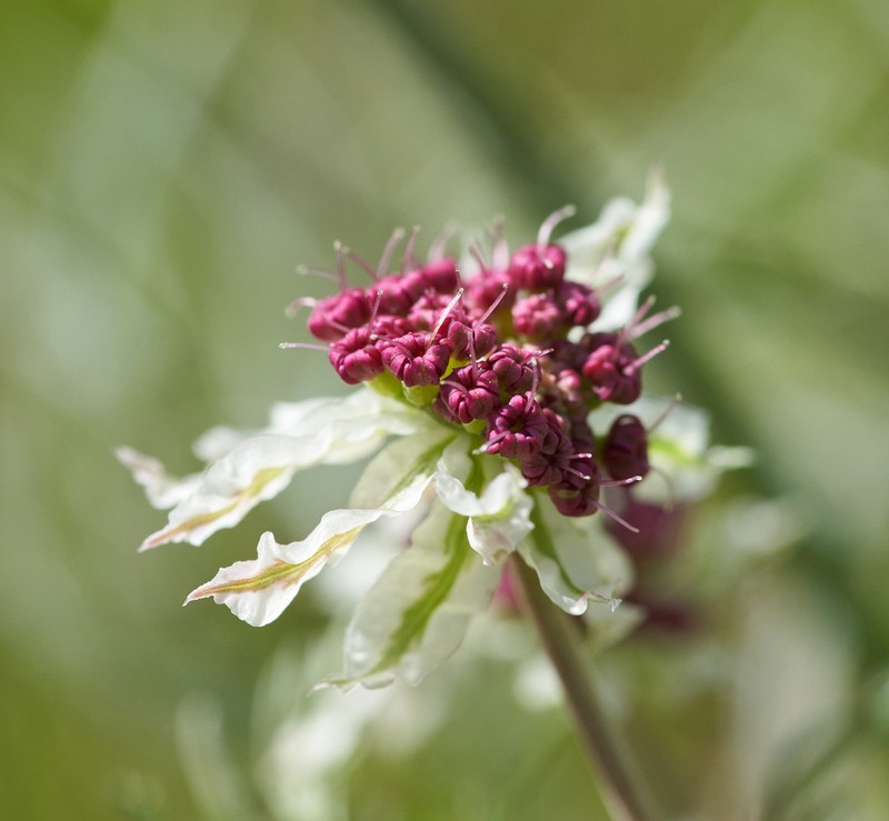 Hoover's Biscuitroot photo 4