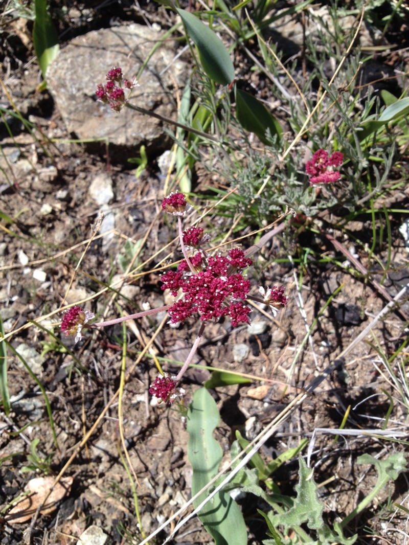 Hoover's Biscuitroot photo 5