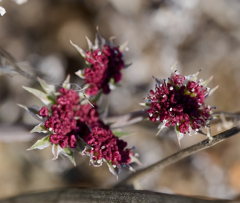 Hoover's Biscuitroot photo 6