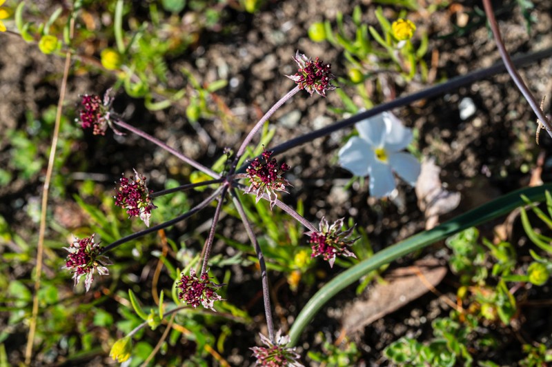 Hoover's Biscuitroot photo 8
