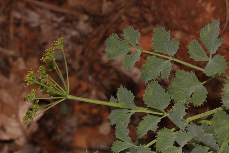 Howell's Biscuitroot