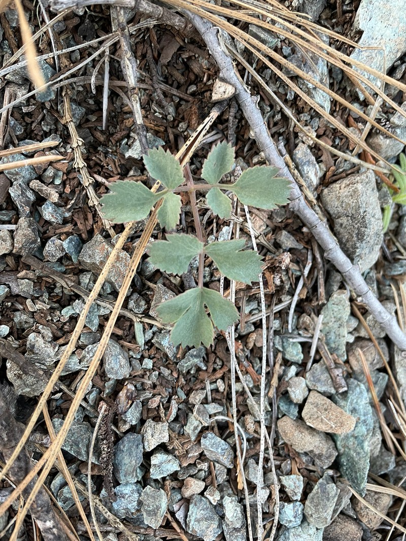 Howell's Biscuitroot photo 2