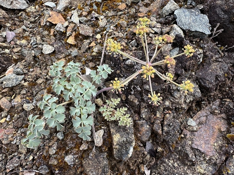 Howell's Biscuitroot photo 3