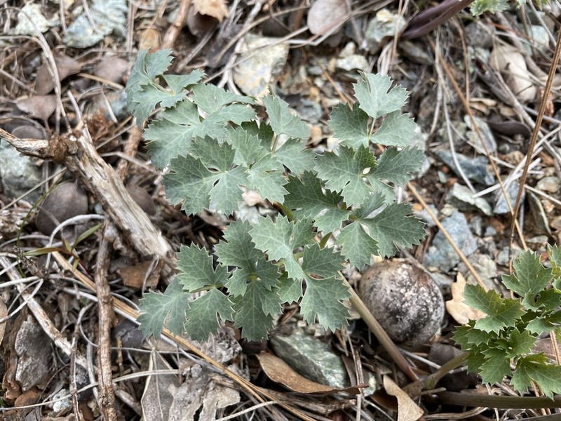Howell's Biscuitroot photo 4