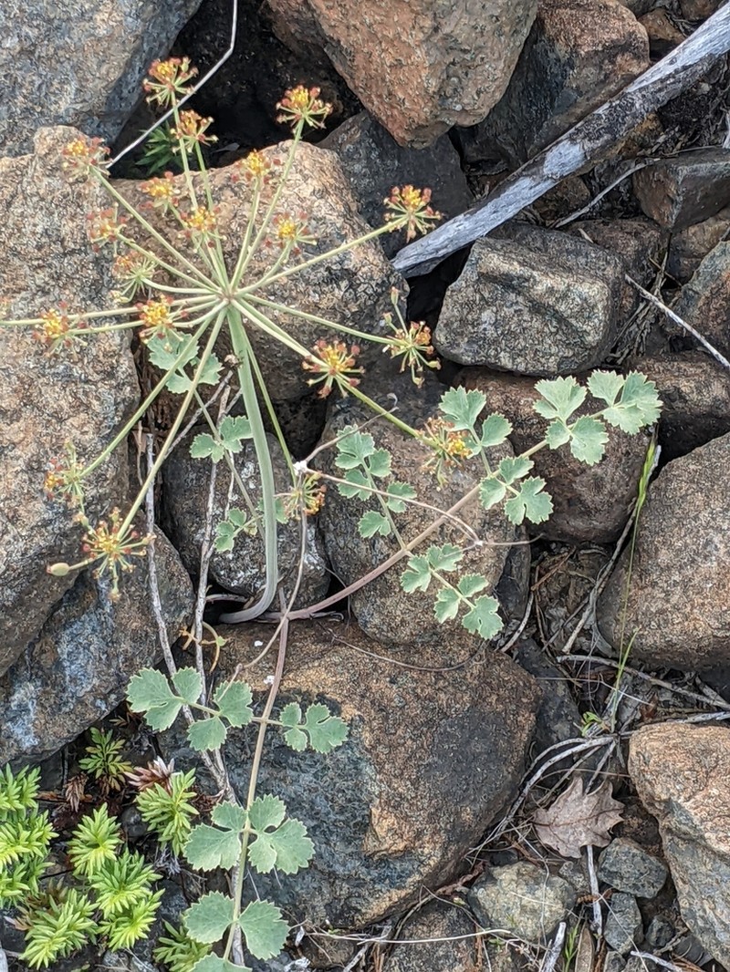 Howell's Biscuitroot photo 5
