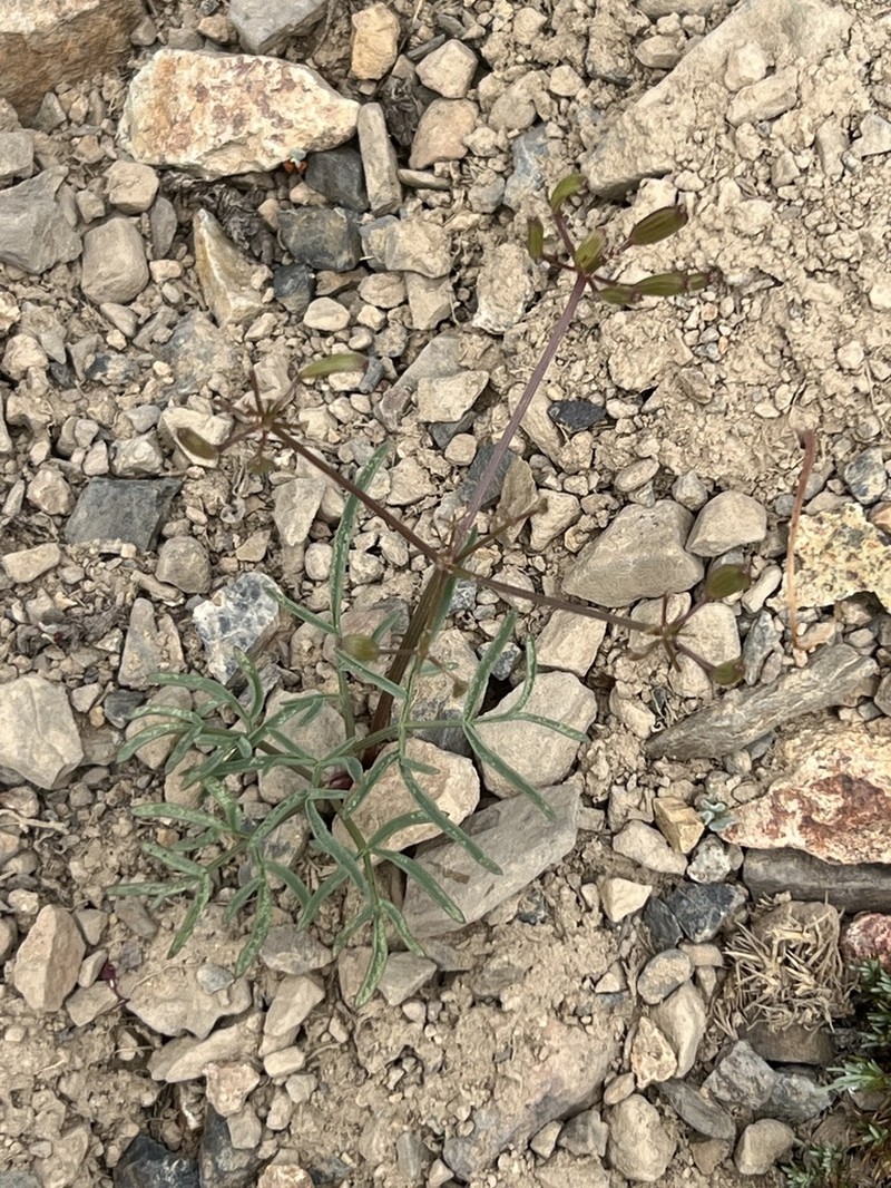 Idaho Biscuitroot photo 2