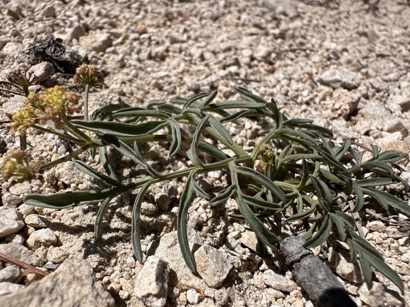 Idaho Biscuitroot photo 3