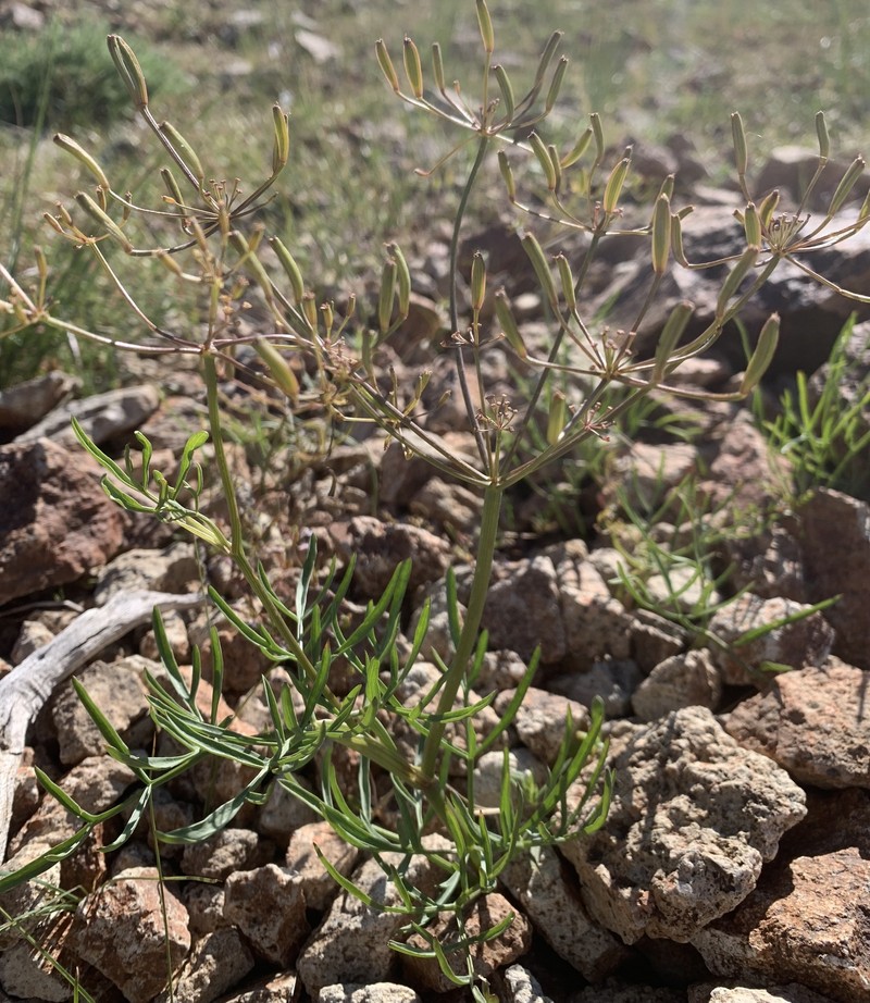 Idaho Biscuitroot photo 5