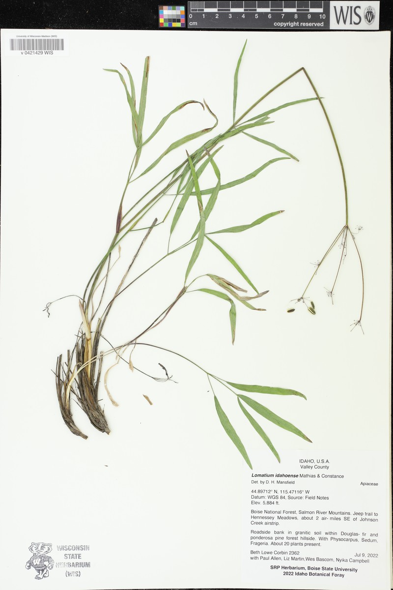Idaho Biscuitroot photo 7