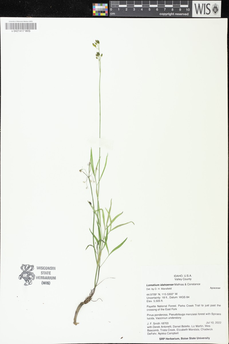 Idaho Biscuitroot photo 8