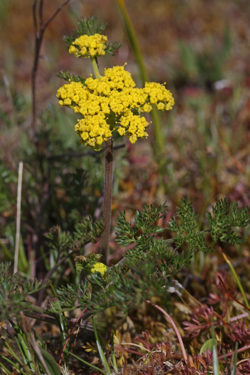 San Nicholas Biscuitroot