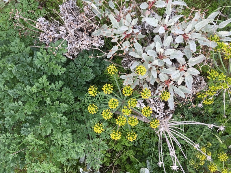 San Nicholas Biscuitroot photo 3