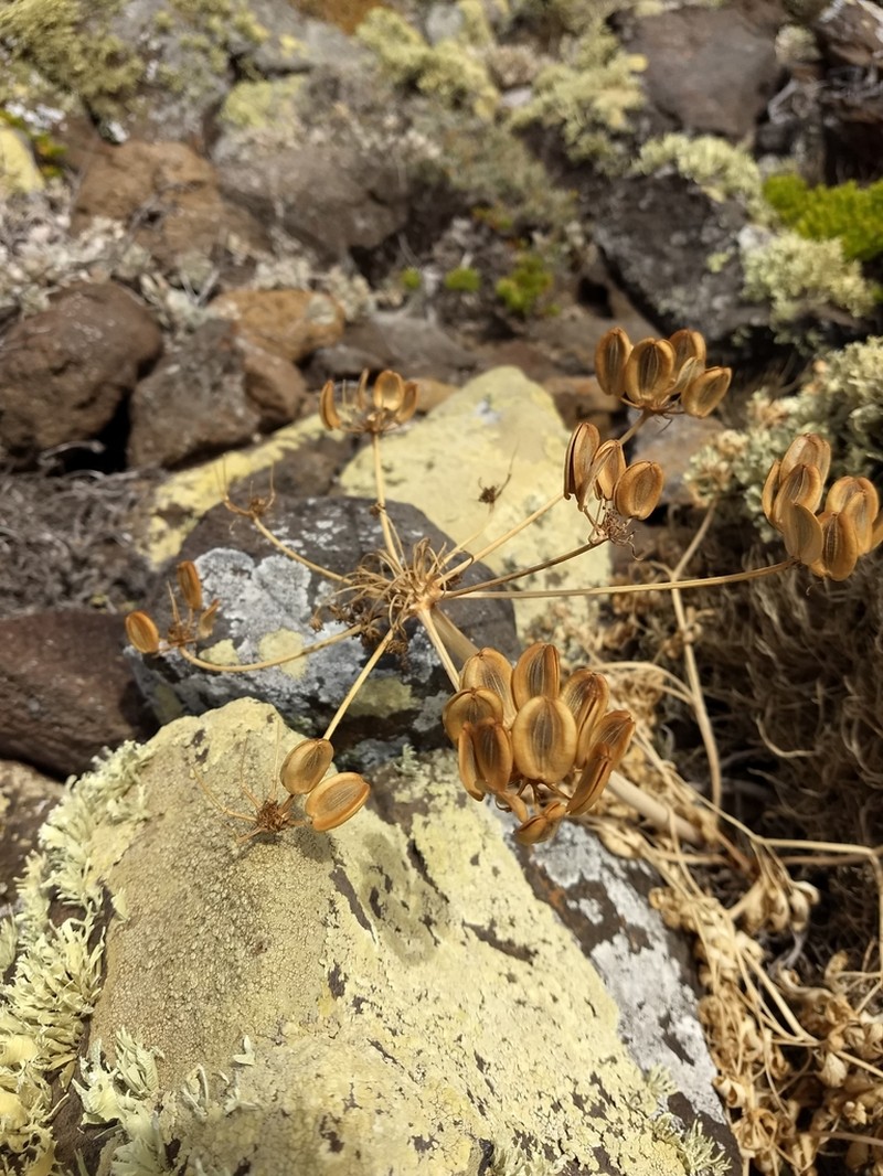 San Nicholas Biscuitroot photo 4