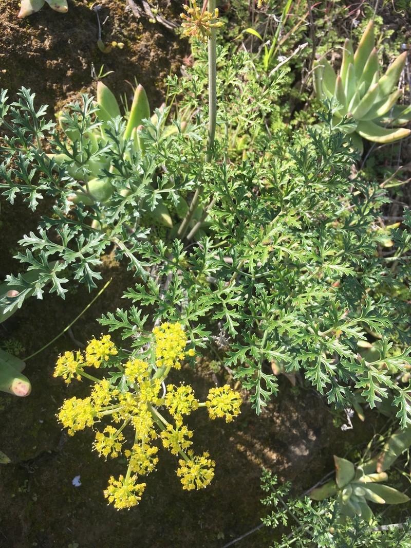 San Nicholas Biscuitroot photo 7