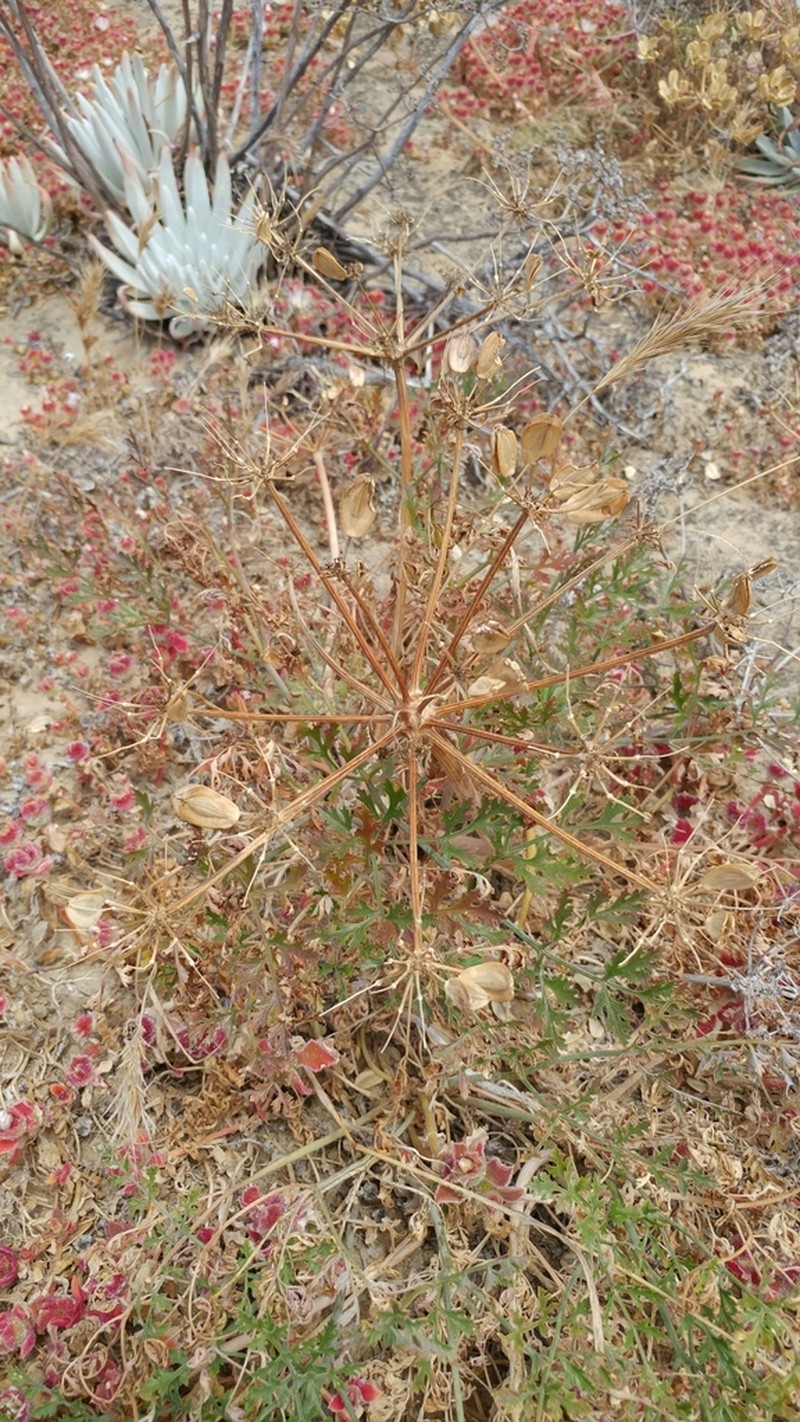 San Nicholas Biscuitroot photo 8