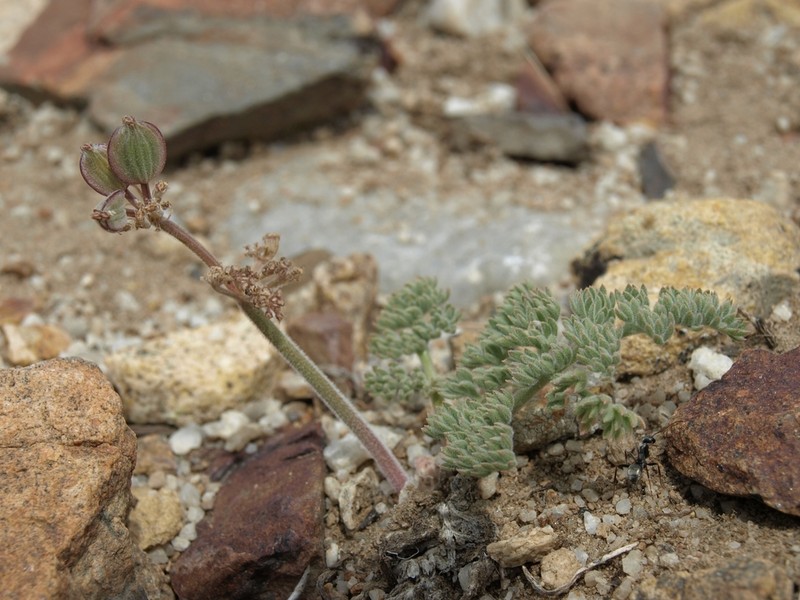 Lomatium inyoense photo 2