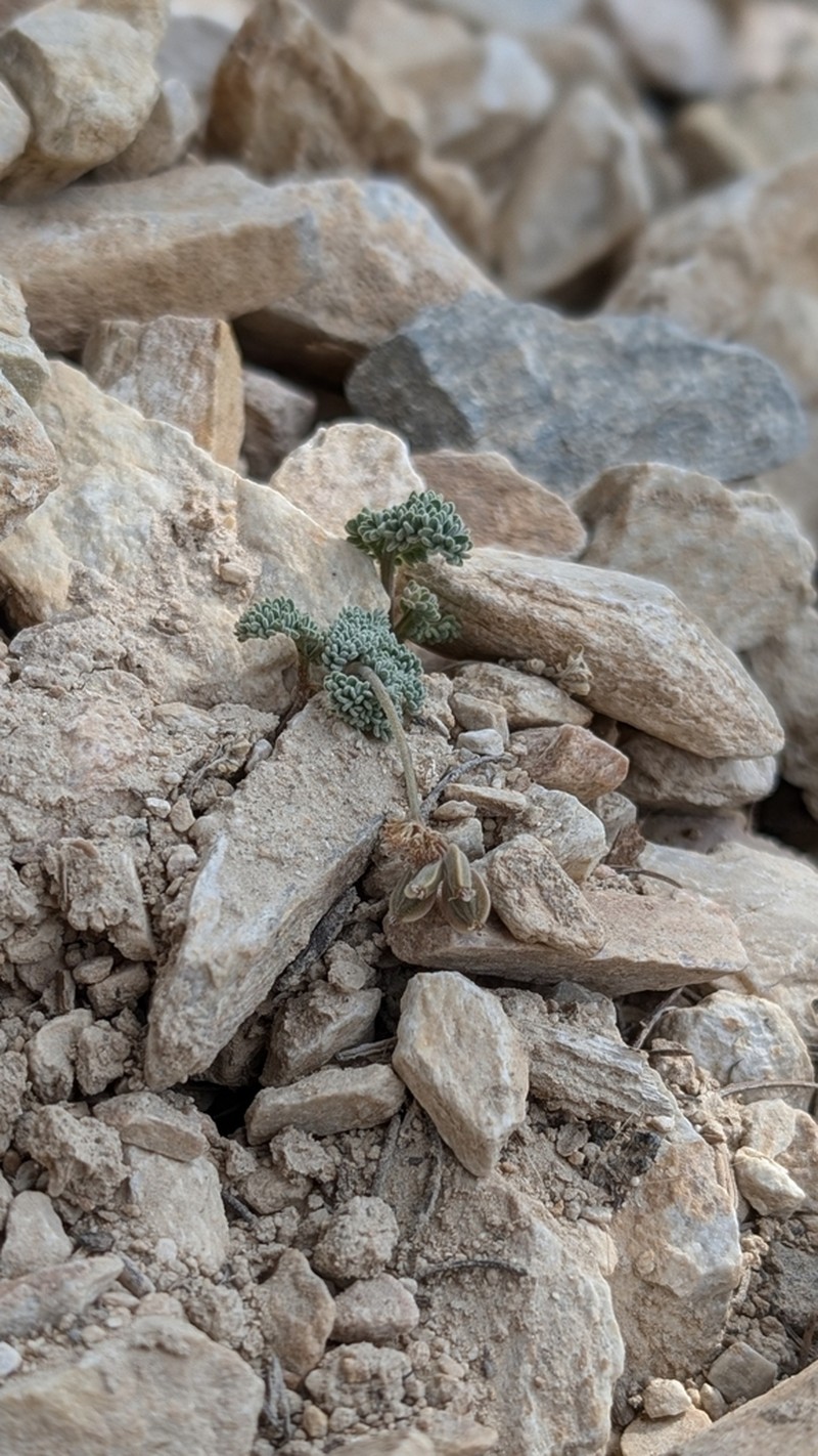 Lomatium inyoense photo 3