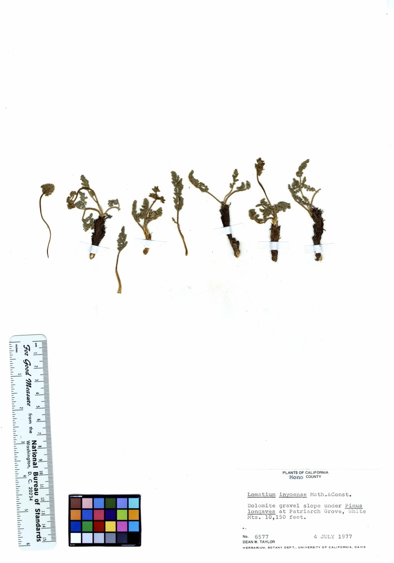 Lomatium inyoense