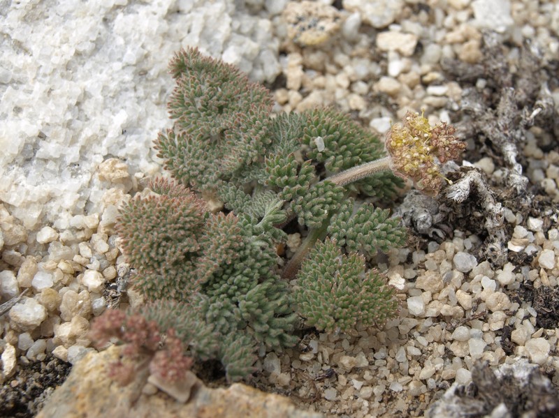 Lomatium inyoense photo 7