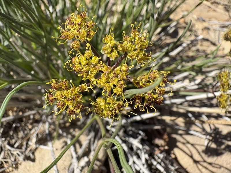 Rush Biscuitroot